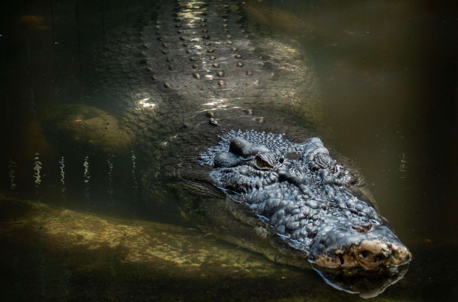 crocodilo cochilando de olhos abertos