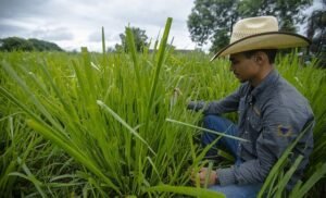 Banco Mundial apoia agricultura de baixo carbono e sustentabilidade fiscal em Goiás