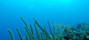 Os recifes de coral de Roatan em Honduras fazem parte do maior recife mesoamericano, o segundo maior sistema de barreira de recifes do mundo