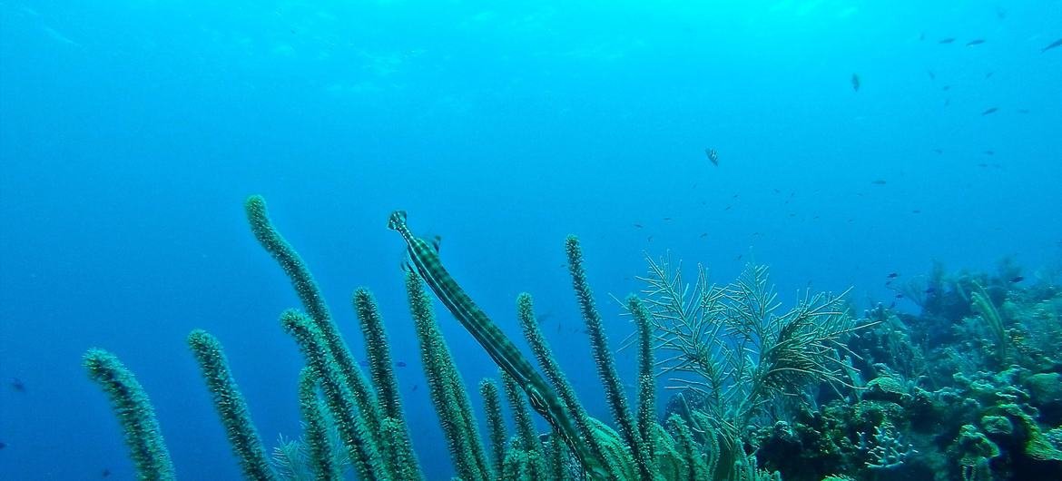 Os recifes de coral de Roatan em Honduras fazem parte do maior recife mesoamericano, o segundo maior sistema de barreira de recifes do mundo