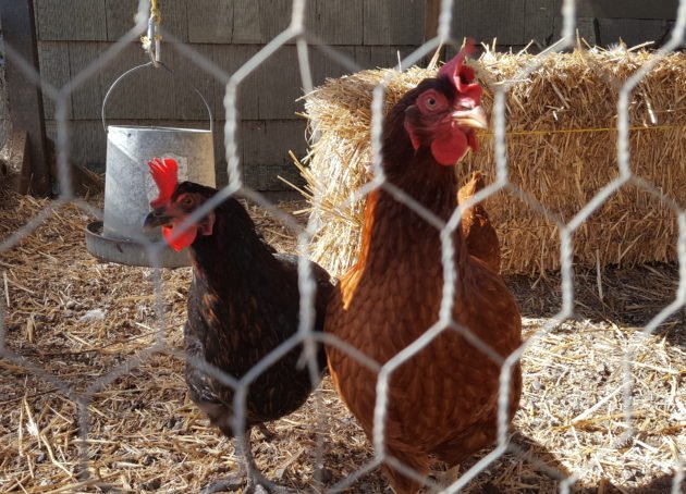 Os cientistas usam a IA para identificar populações de animais com maior probabilidade de espalhar doenças para os humanos