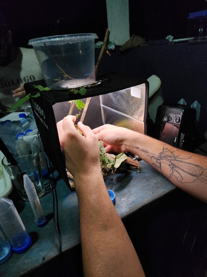 Cientistas avaliam a diversidade de insetos da Amazônia, desde o solo até a copa das árvores