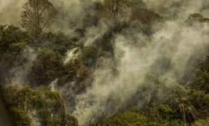 Brasil reforça ações de desmatamento, proteção de florestas e ação climática