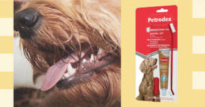 Como escovar os dentes do seu animal de estimação - os veterinários pesam (2025)