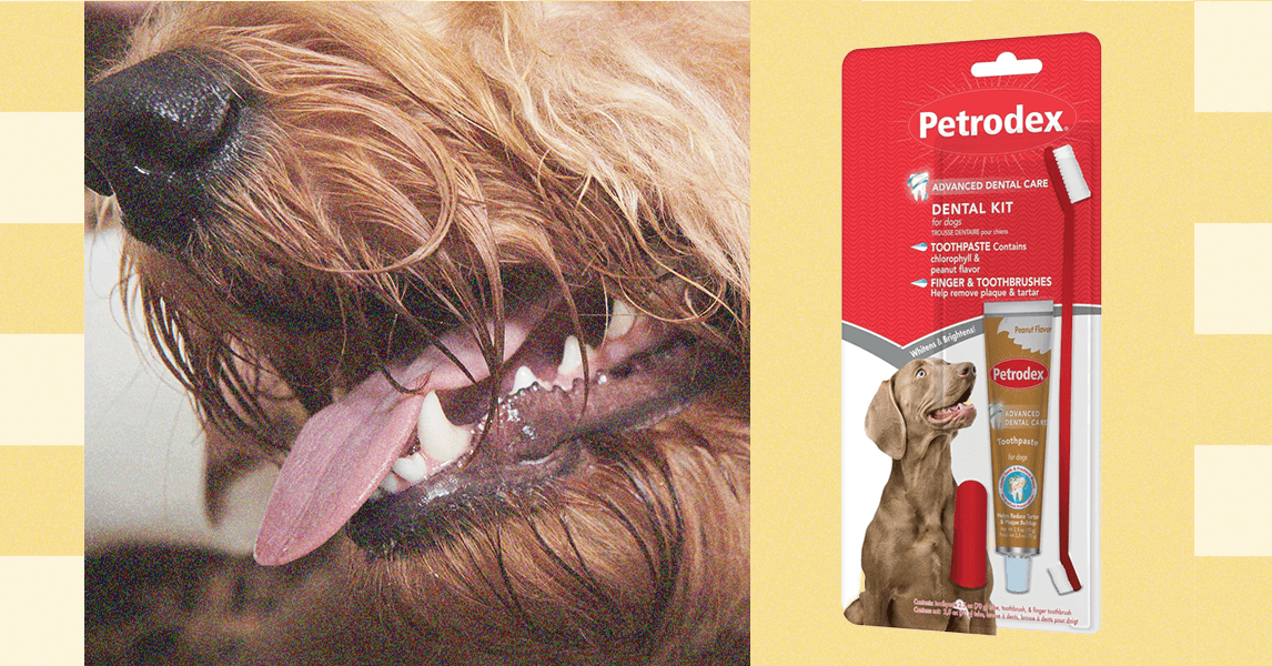 Como escovar os dentes do seu animal de estimação - os veterinários pesam (2025)