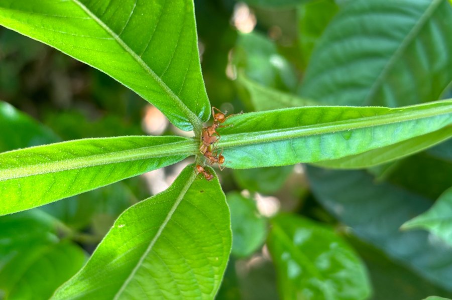 Formigas defendem plantas de herbívoros mas podem atrapalhar polinização