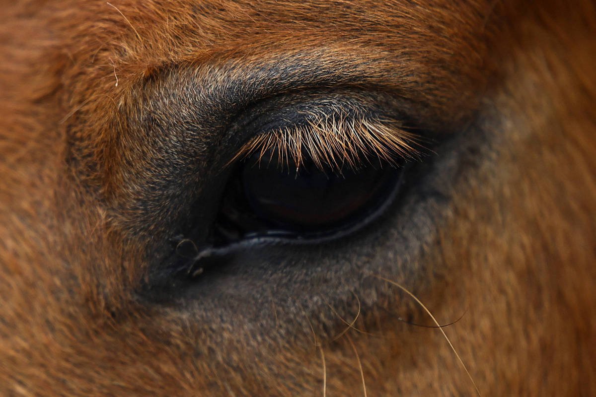 A imagem mostra um close-up do olho de um cavalo. O olho é escuro, com cílios longos e finos. A pelagem ao redor do olho é de cor marrom, destacando-se contra a pele mais clara ao redor.