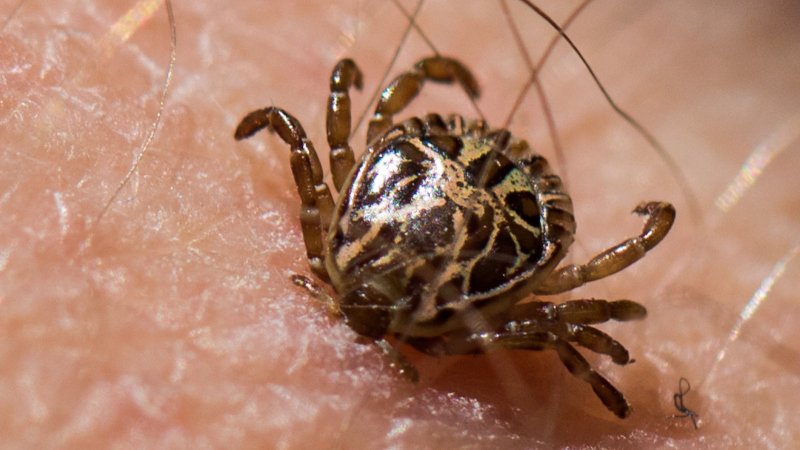 Molécula da saliva do carrapato pode abrir novas frentes contra a febre maculosa