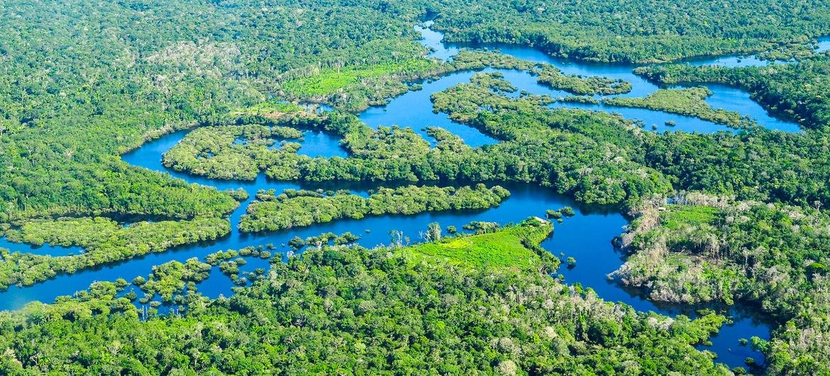 A floresta amazônica no Brasil