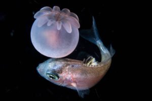 Peixe pequeno com corpo prateado e olhos grandes está em fundo preto. Acima dele, uma bolha translúcida com formato arredondado e detalhes semelhantes a pétalas.