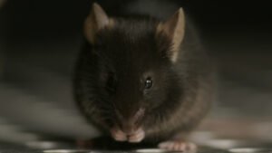 Efeitos do estresse variam conforme idade e sexo, mostra estudo com camundongos