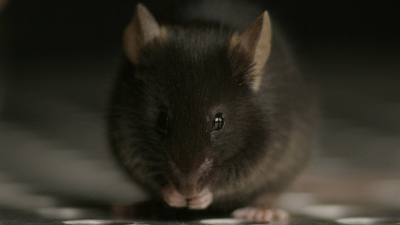 Efeitos do estresse variam conforme idade e sexo, mostra estudo com camundongos