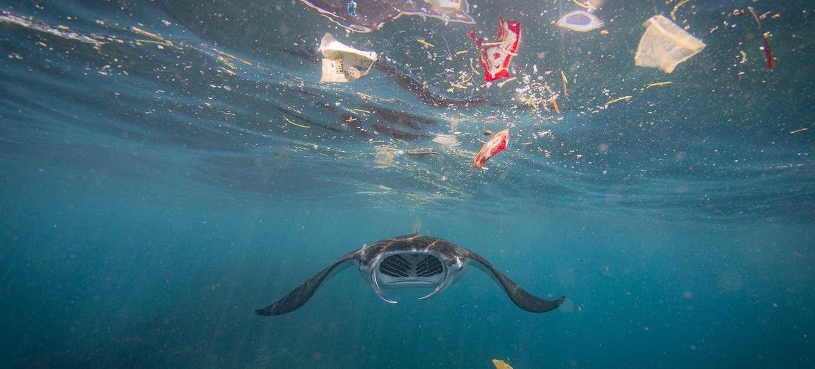 Até 12 milhões de toneladas métricas de plástico entram no oceano todos os anos — o equivalente a um caminhão de lixo a cada minuto.