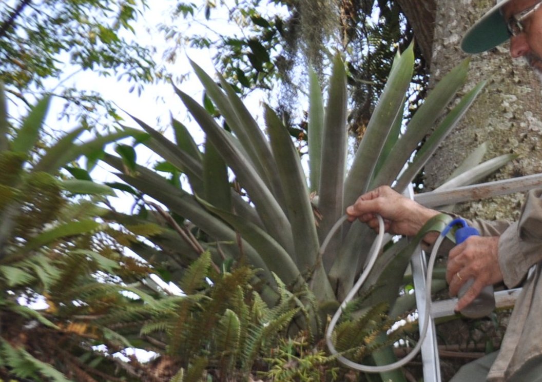 Chuva e temperatura moldam fauna de mosquitos em bromélias da Mata Atlântica, inclusive vetor da malária
