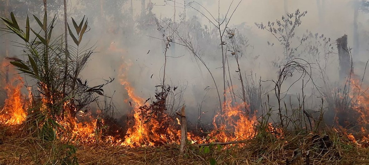 Um incêndio consome a floresta amazônica no Brasil. propriedades que contribuem para a produção alimentar e inclusão rural. Nos últimos anos, o país tem combinado regulação e iniciativas privadas para reduzir o desmatamento e promover o uso sustentável d…