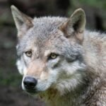 Lobo cinza com pelagem espessa e olhos amarelos olhando para a frente. Fundo desfocado com vegetação e solo.