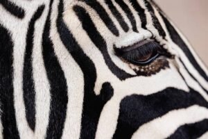 Detalhe do lado esquerdo do rosto de uma zebra, destacando as listras pretas e brancas, o olho com cílios visíveis e a textura do pelo.