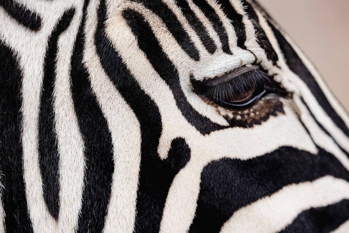 Detalhe do lado esquerdo do rosto de uma zebra, destacando as listras pretas e brancas, o olho com cílios visíveis e a textura do pelo.