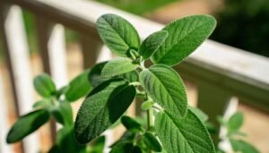 Essa planta simples ajuda a aliviar a digestão pesada e pode ser cultivada em casa