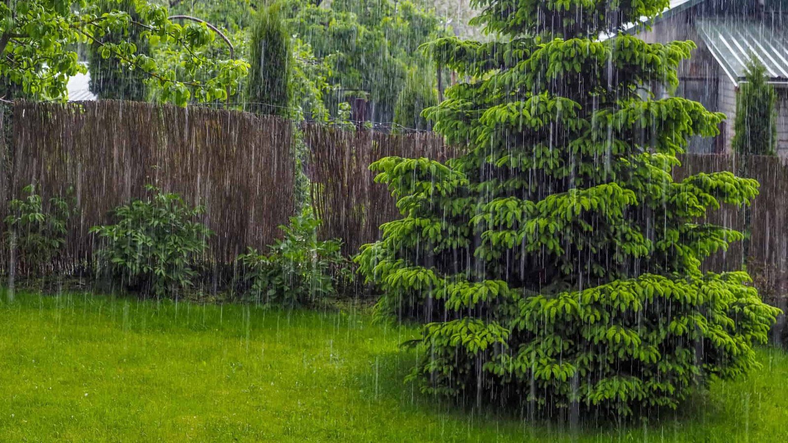 Chuva forte caindo em um quintal