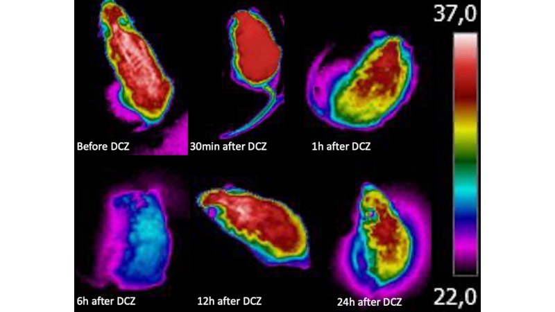 Pesquisadores descobrem um mesmo conjunto de neurônios responsável pela febre e pelo torpor
