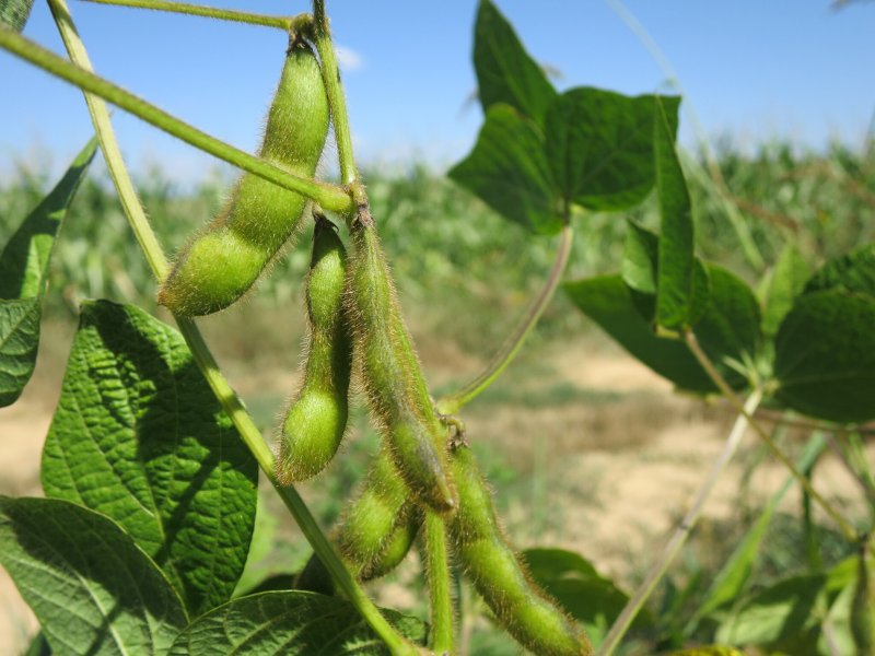 Tecnologia sustentável extrai isoflavonas do farelo de soja