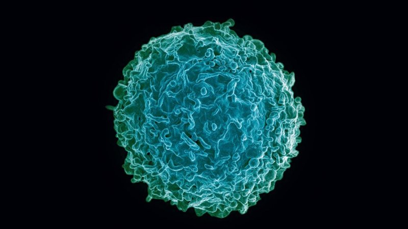 Vírus da COVID-19 manipula o RNA de célula hospedeira para desligar sistema imune
