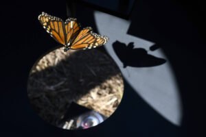 Borboleta monarca com asas abertas pousa na borda de um espelho redondo. Reflexo da borboleta e sua sombra são visíveis na superfície escura ao redor.