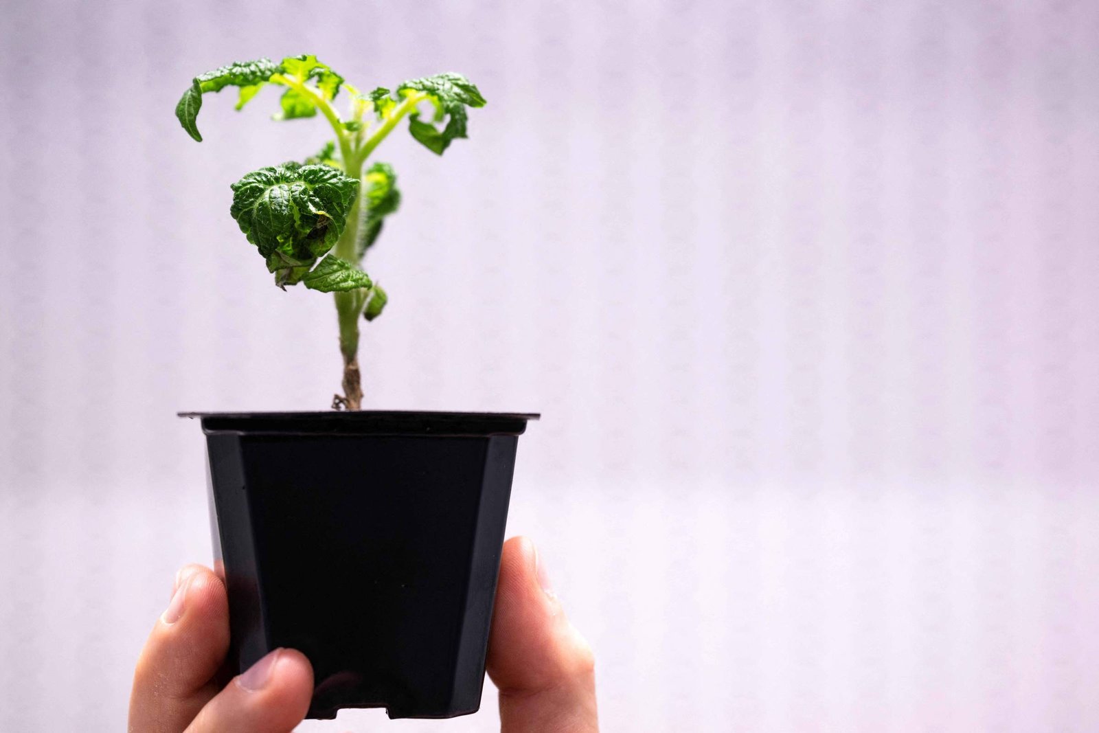Mãos seguram um pequeno vaso preto com uma muda de planta verde. Fundo desfocado em tom claro destaca o vaso e a planta.
