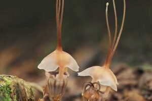Parasita, planta rouba sua energia e nutrientes de fungos - 09/01/2026 - Ciência