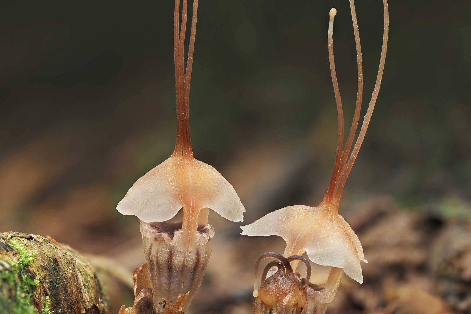 Parasita, planta rouba sua energia e nutrientes de fungos - 09/01/2026 - Ciência