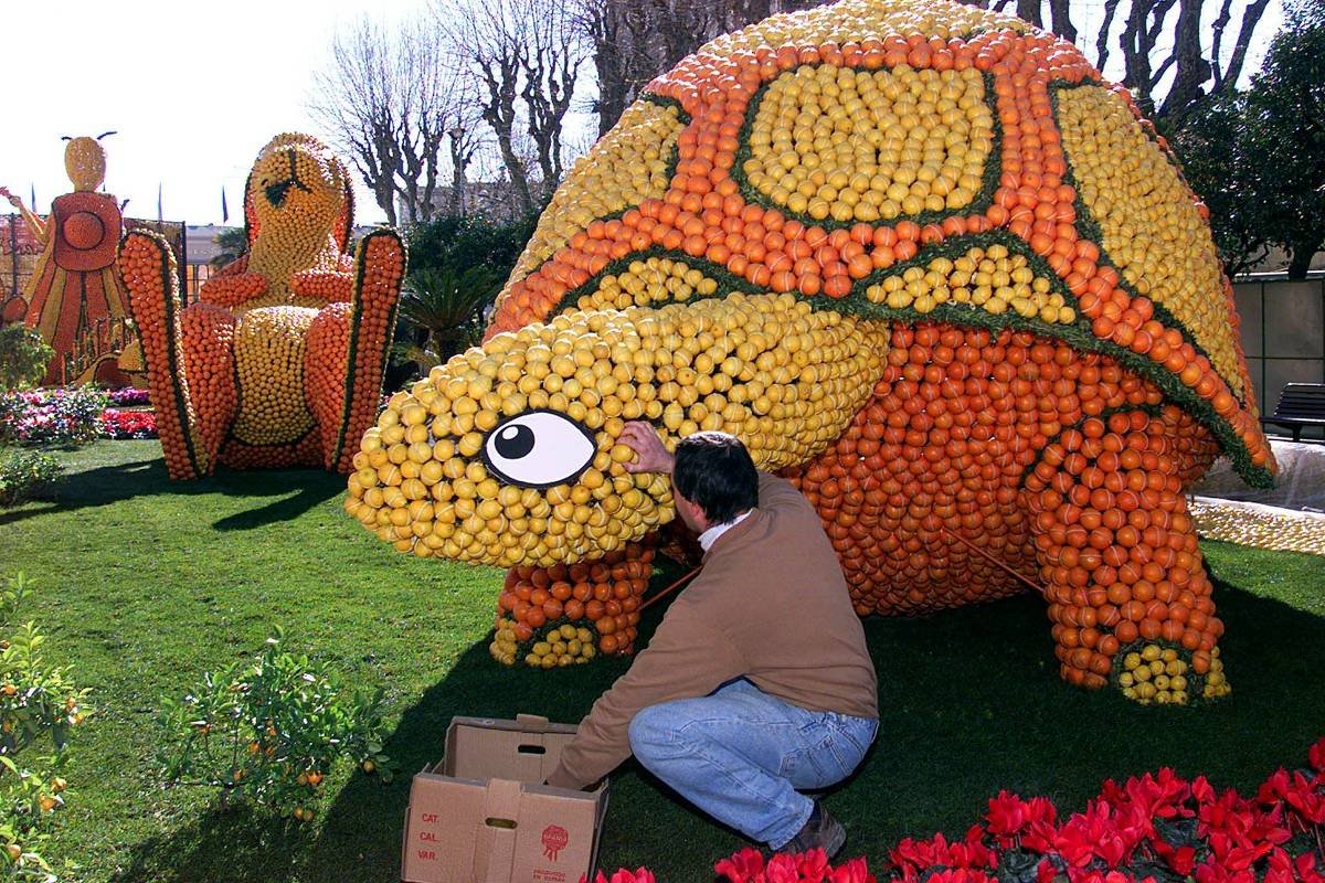 Homem agachado encaixa fruta em escultura de tartaruga construída com limões e laranjas