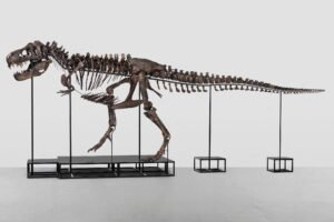 Dinossauro: Tyrannosaurus rex crescia até os 40 anos - 19/01/2026 - Ciência