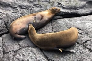 Dois leões-marinhos repousam lado a lado sobre uma superfície rochosa cinza. Ambos têm etiquetas amarelas presas às nadadeiras traseiras.
