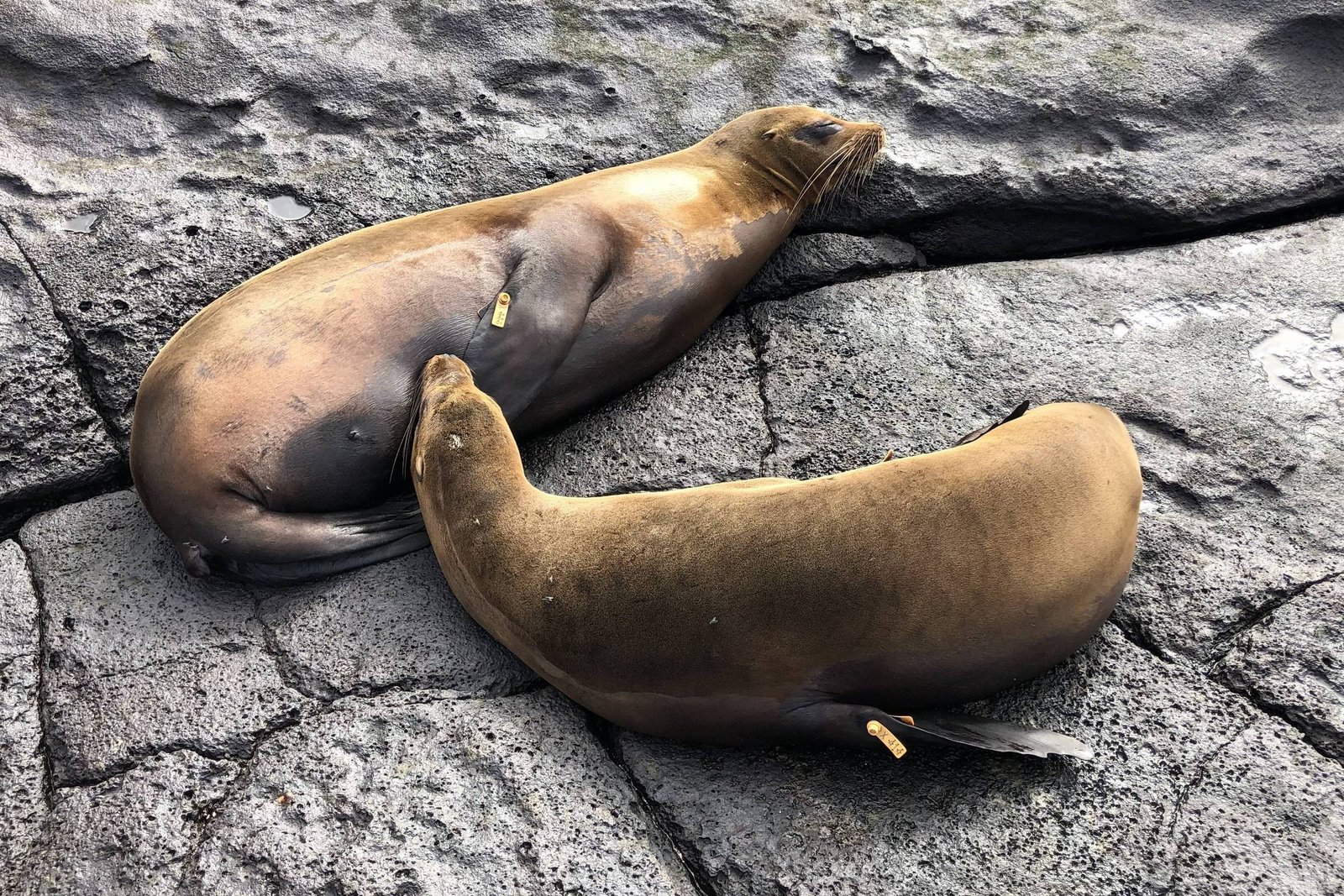Dois leões-marinhos repousam lado a lado sobre uma superfície rochosa cinza. Ambos têm etiquetas amarelas presas às nadadeiras traseiras.
