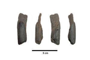 Quatro fragmentos de carvão vegetal dispostos em linha, mostrando diferentes ângulos e texturas. A escala abaixo indica 5 centímetros para referência de tamanho.