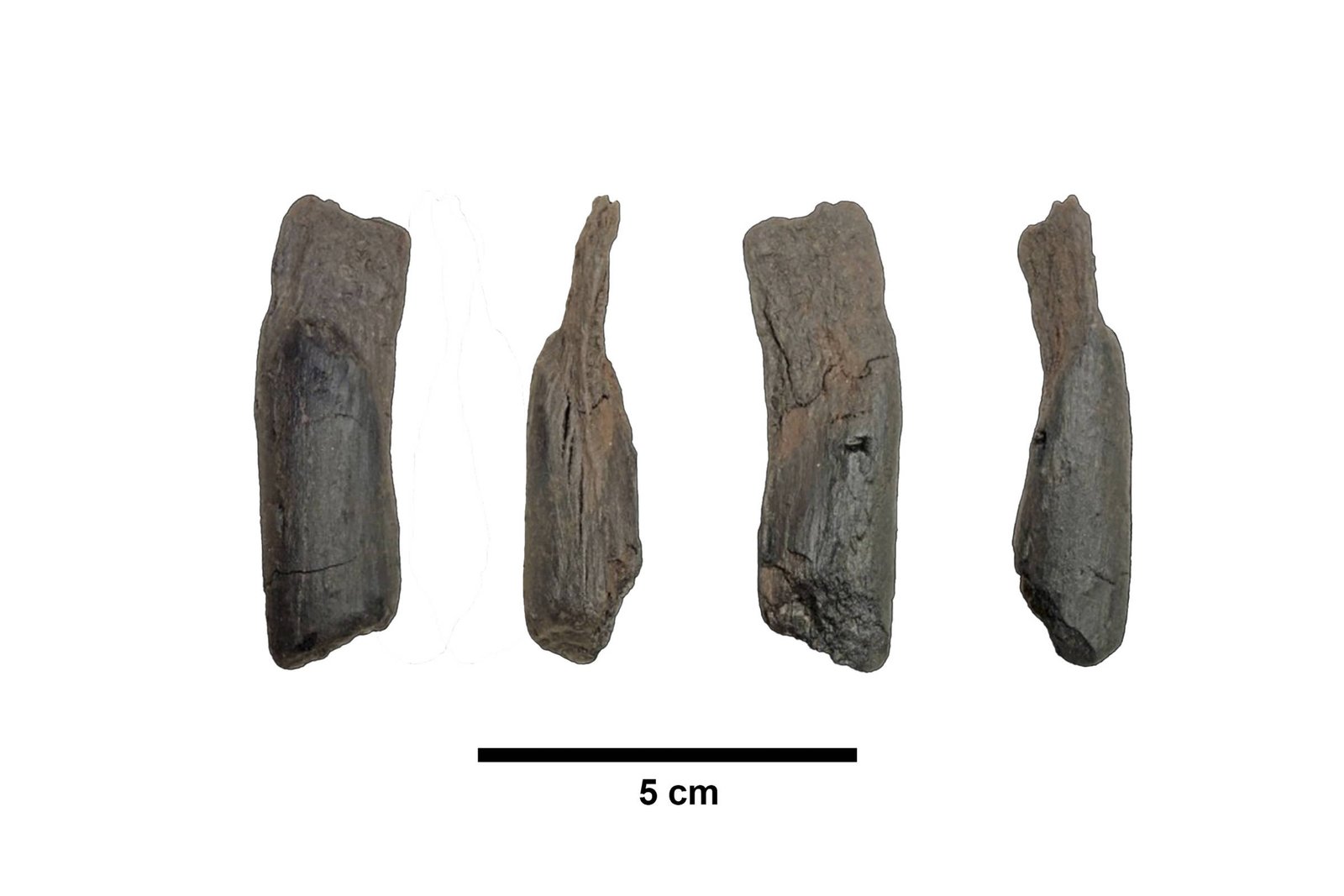 Quatro fragmentos de carvão vegetal dispostos em linha, mostrando diferentes ângulos e texturas. A escala abaixo indica 5 centímetros para referência de tamanho.