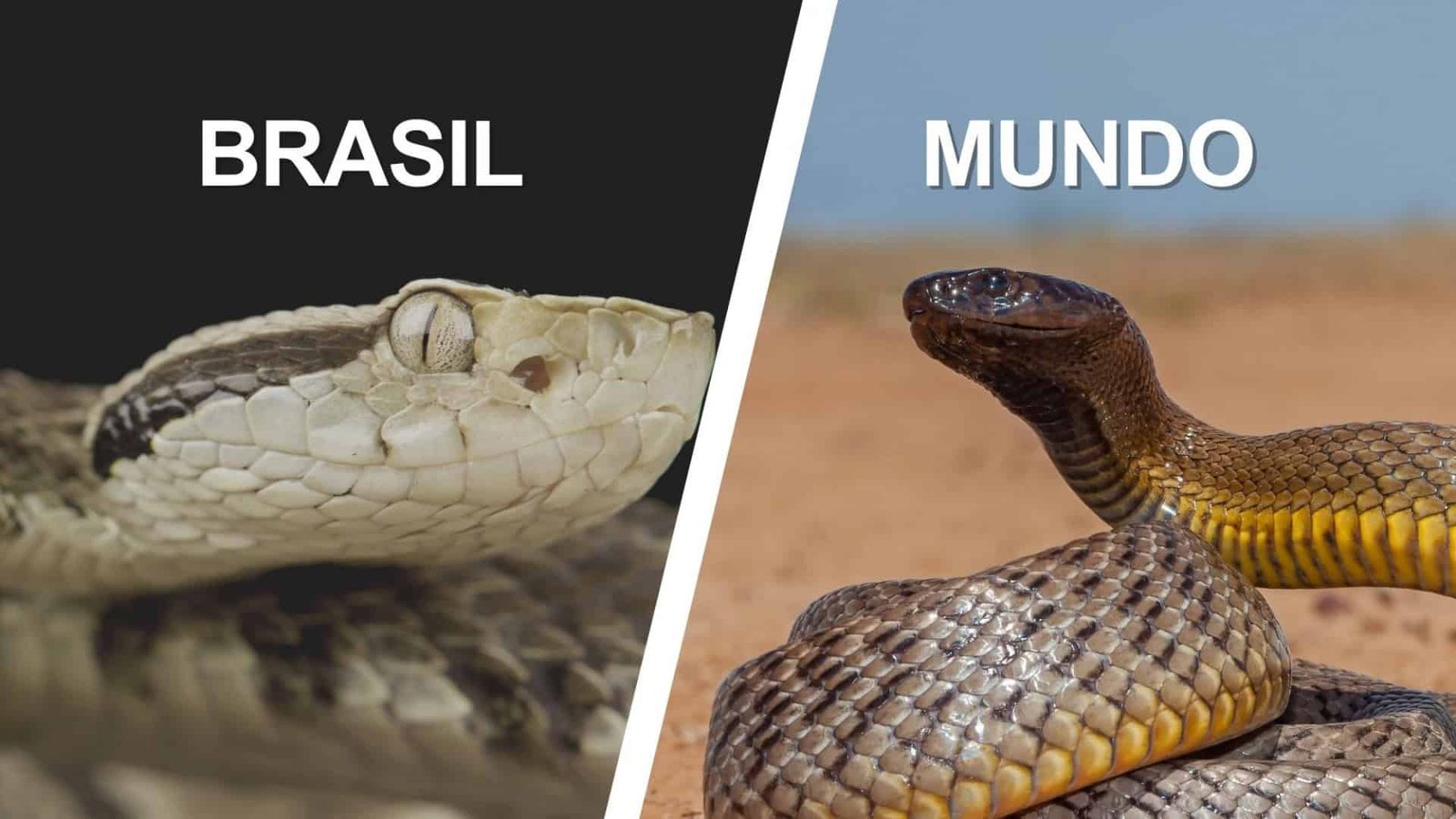 Montagem em tela dividida comparando cobras peçonhentas: lado esquerdo mostra o close da cabeça de uma Jararaca com a legenda 'Brasil'; lado direito mostra uma Taipan-do-interior em posição de alerta com a legenda 'Mundo'