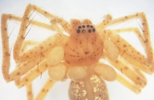 Descrito segundo ácaro parasita de aranhas do Brasil