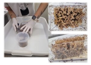 Dieta determina as bactérias presentes em jardins microbianos cultivados por formigas