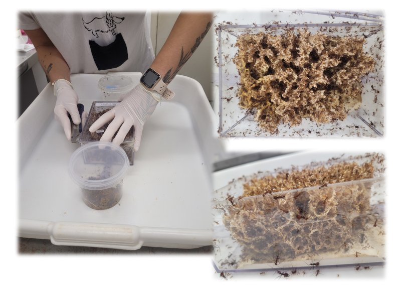 Dieta determina as bactérias presentes em jardins microbianos cultivados por formigas