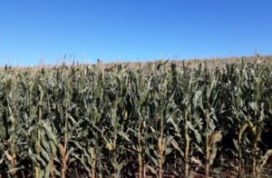 Modelo mapeia com mais precisão impactos de geadas em lavouras de milho