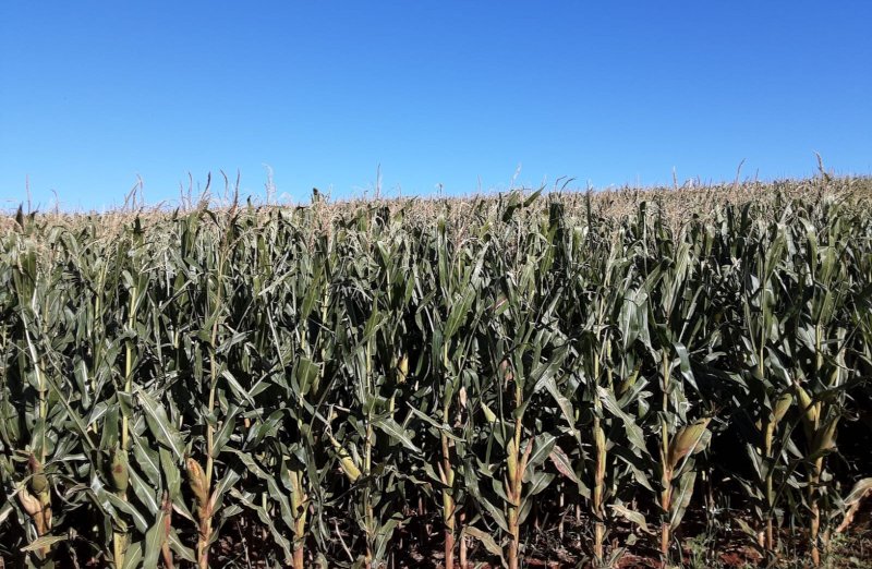 Modelo mapeia com mais precisão impactos de geadas em lavouras de milho