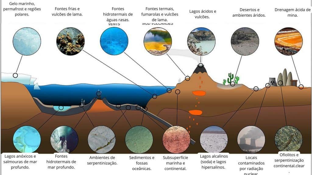 O que são animais extremófilos e como eles desafiam os limites da vida