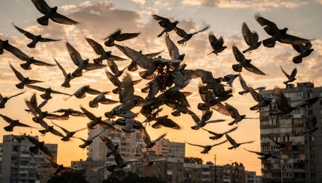 O motivo real por trás dos bandos de pássaros que despencam dos céus