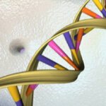 Por que hoje genes parecem pesar mais na longevidade? - 07/02/2026 - Ciência