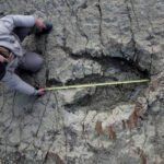 Pesquisador ajoelhado mede com fita métrica pegada fóssil grande em solo rachado e rochoso. Equipado com mochila e roupas de campo, ele examina detalhe da pegada preservada.
