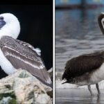 À esquerda, um atobá-branco com bico longo e aberto, sobre rochas. Ao centro, um pelicano-marrom em pé na água rasa. À direita, um biguá com plumagem escura e olhos vermelhos, posado em uma rocha.