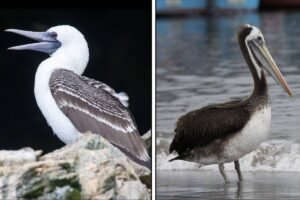 À esquerda, um atobá-branco com bico longo e aberto, sobre rochas. Ao centro, um pelicano-marrom em pé na água rasa. À direita, um biguá com plumagem escura e olhos vermelhos, posado em uma rocha.