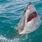 Tubarão branco surge verticalmente na água azul do mar com a boca aberta, exibindo dentes afiados e parte do corpo visível acima da superfície.